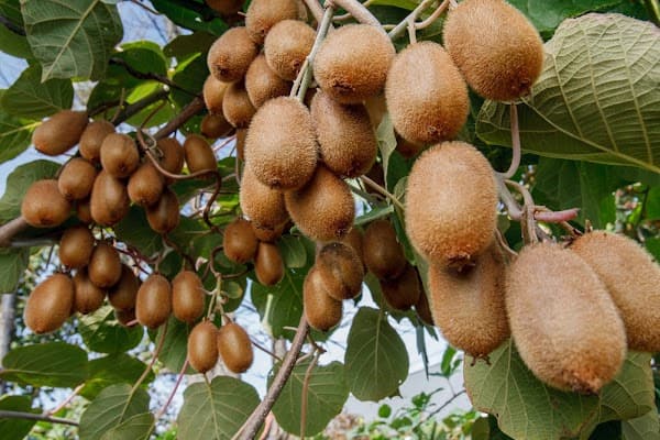 تصویر 1 از خرید و فروش کیوی صادراتی با شرایط فوق العاده